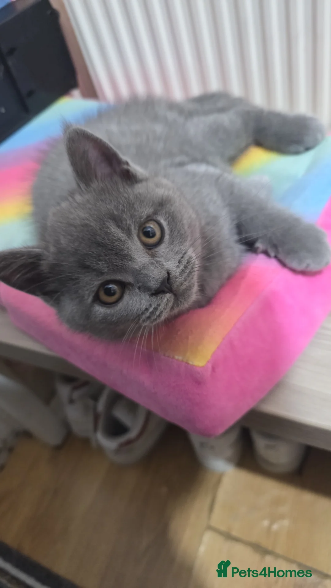 British Shorthair cats for sale: Beautiful british short hair  - Advert 2