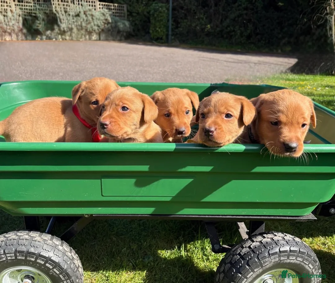 Labrador Retriever dogs for sale: Well bred fox red working Labrador puppies  in Budleigh Salterton - Advert 1