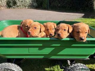 Labrador Retriever dogs Well bred fox red working Labrador puppies - Advert 2