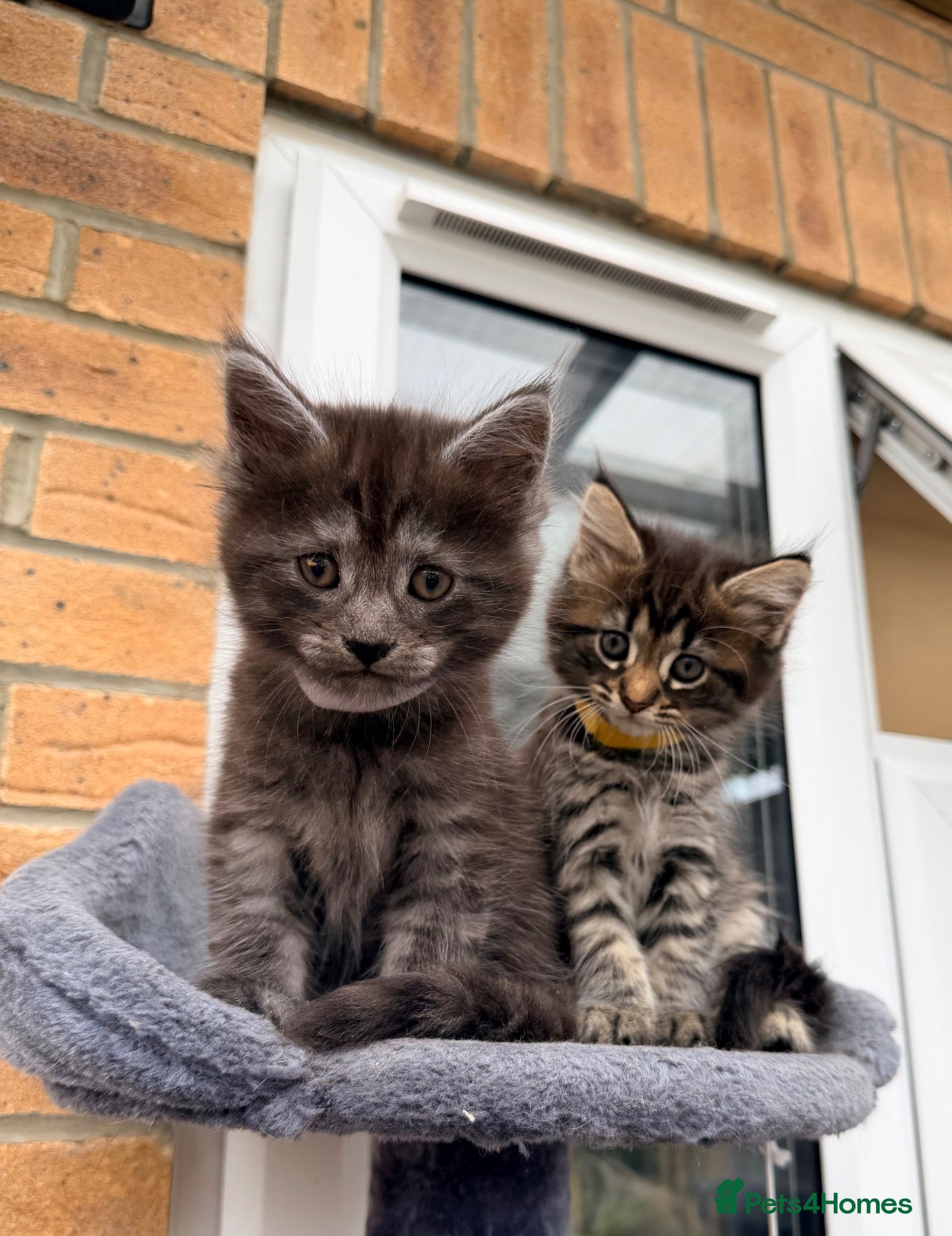 Maine Coon cats Half Maincoon Kittens  - Advert 2