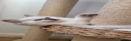 Ragdoll cats for sale: GCCF / European bloodline ragdoll kittens  - Advert 15