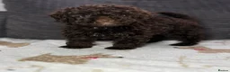 Toy Poodle dogs for sale: Toy poodle puppies READY NOW! - Advert 24