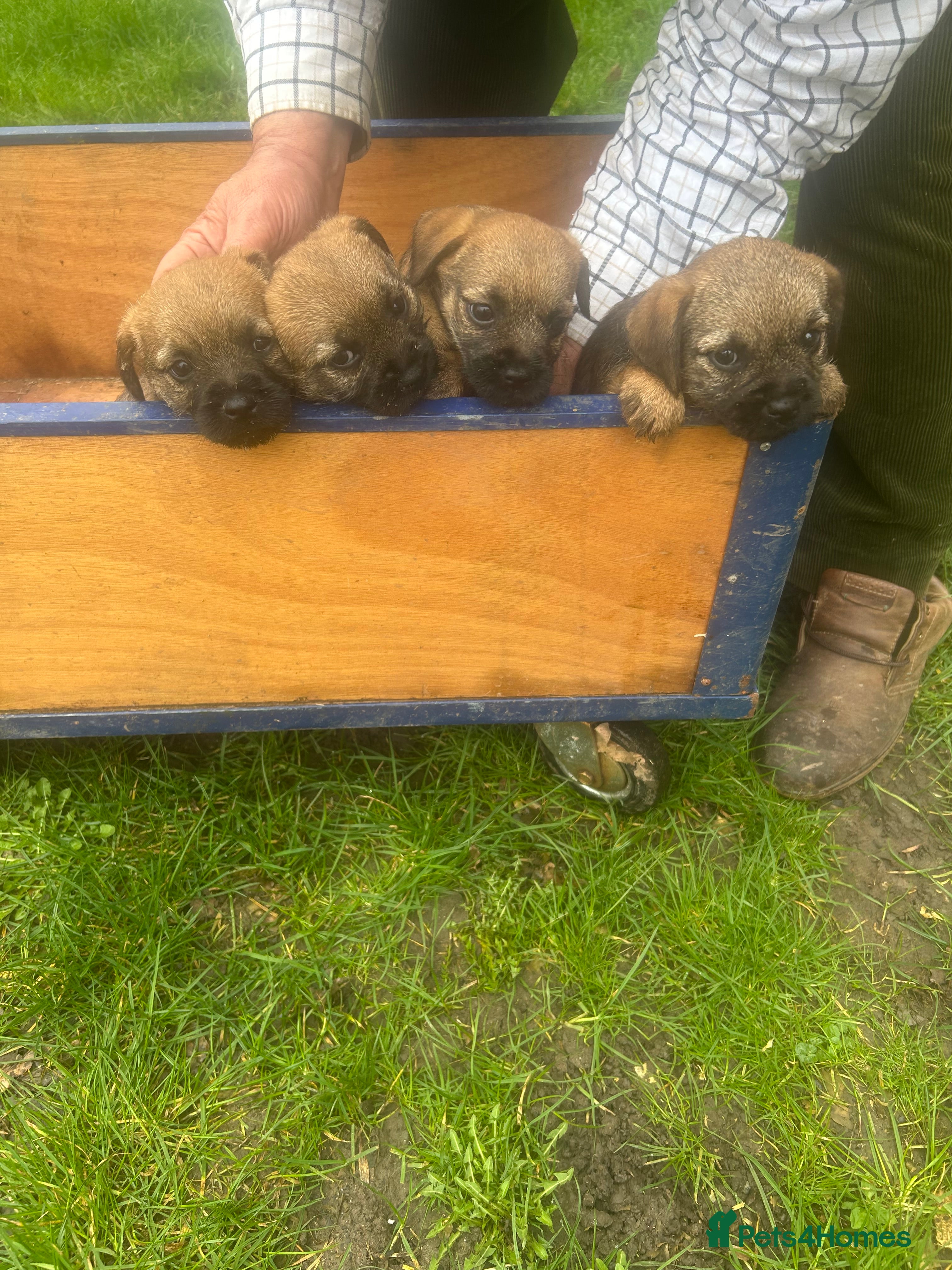 Border Terrier dogs Adorable border terrier puppies  - Advert 1
