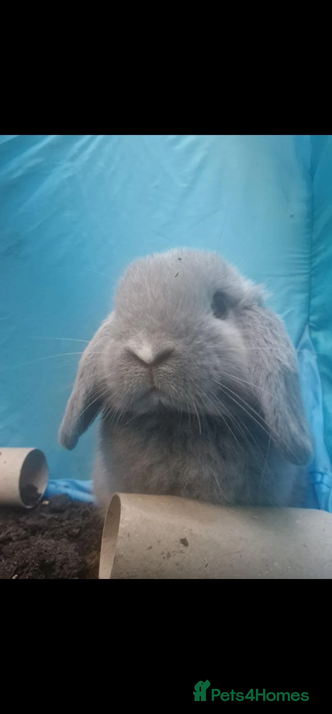 Mini Lop rabbits for sale: Mum and dad - Advert 5