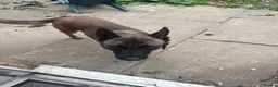 Belgian Shepherd Dog dogs for sale: Bella  in Ilford - Advert 3