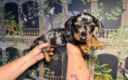 Miniature Dachshund dogs for sale: Stunning Unique Miniature Dachshund Puppies  - Image 16