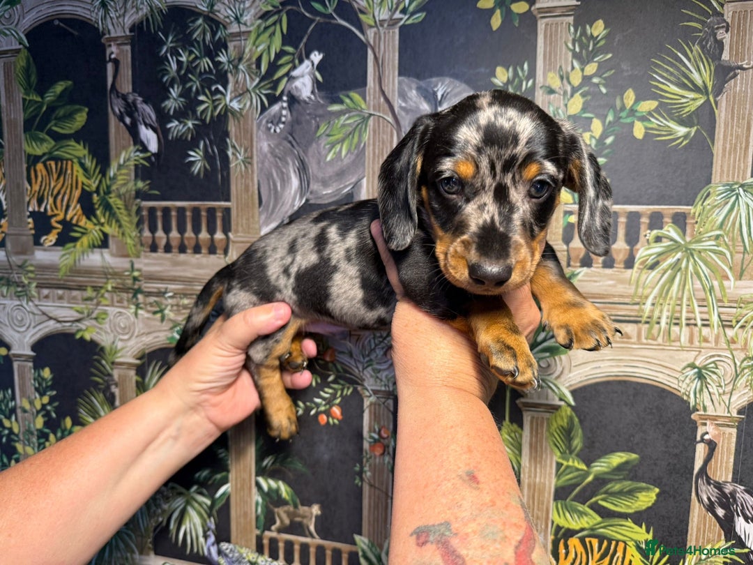 Miniature Dachshund dogs for sale: Stunning Unique Miniature Dachshund Puppies  - Image 16