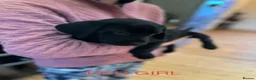 Labrador Retriever dogs for sale: KC Registered Labrador Puppies  ready to go - Advert 8