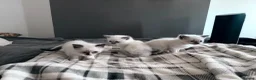 Ragdoll cats for sale: Beautiful ragdoll kittens  - Advert 1