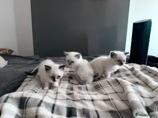 Ragdoll cats Beautiful ragdoll kittens - Advert 2