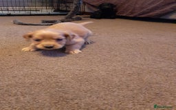 Cockapoo dogs for sale: Stunning litter of cockapoos  - Advert 8