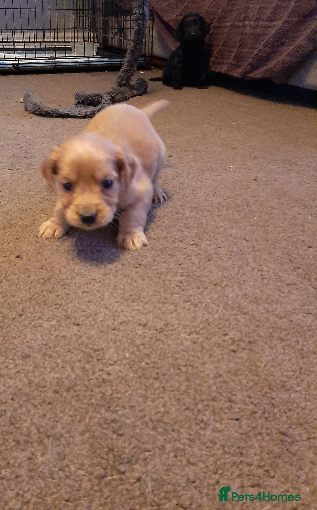 Cockapoo dogs for sale: Stunning litter of cockapoos  - Advert 8