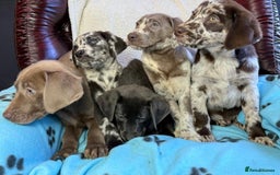 Labrador Retriever dogs for sale: Gorgeous Rare Labrador Retriever Pups  - Image 5