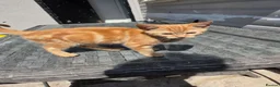Domestic Shorthair cats for sale: Beautiful Girl ginger  - Advert 5