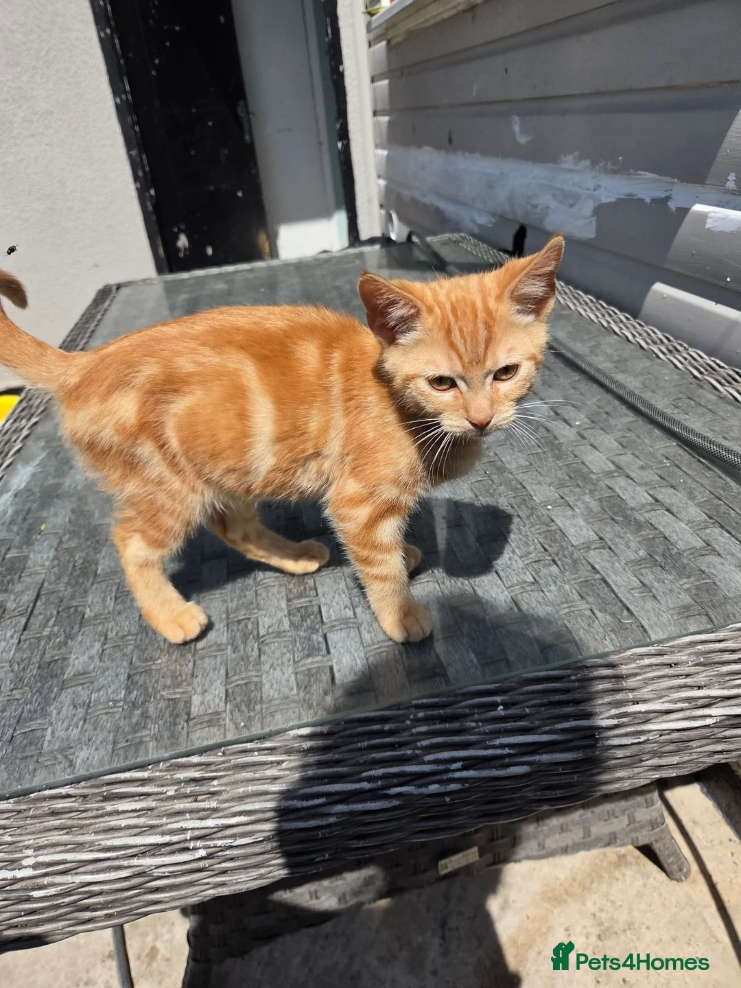 Domestic Shorthair cats for sale: Beautiful Girl ginger  - Advert 5