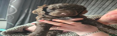 Cockapoo Puppy 1