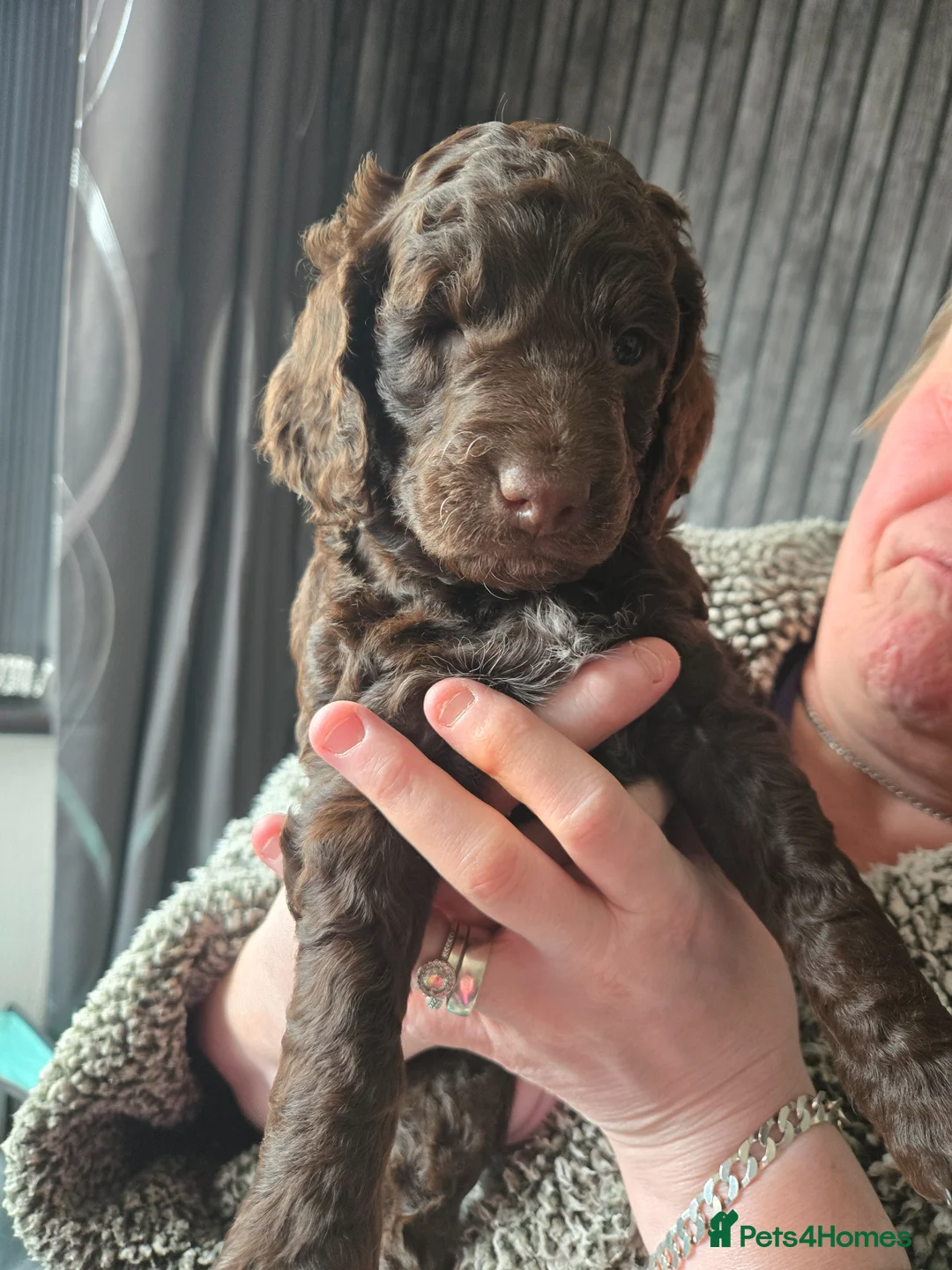 Cockapoo dogs for sale: Stunning Litter of cockapoo puppys in Walsall - Advert 5
