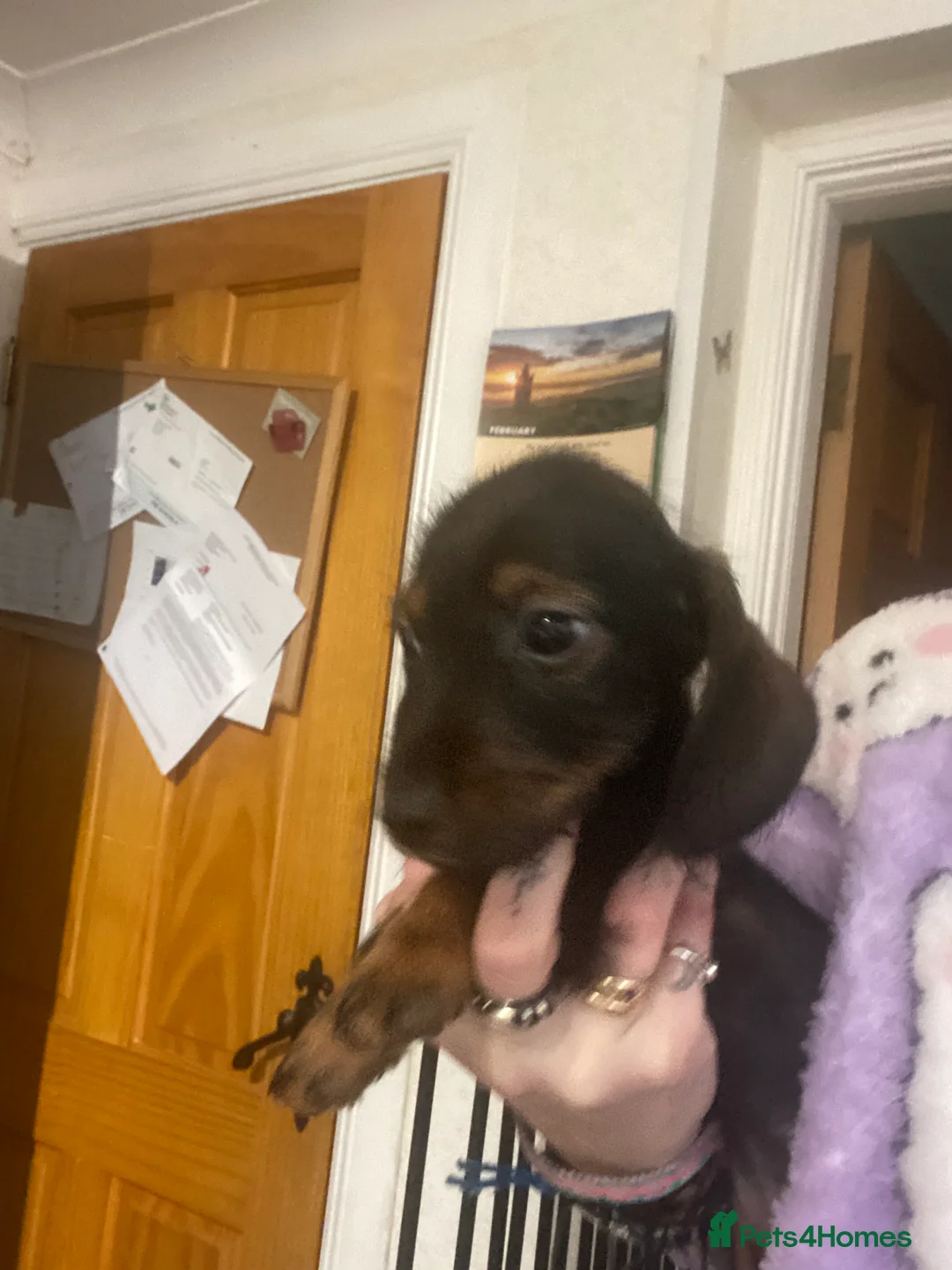 Miniature Dachshund dogs for sale: Miniature dachshund  - Advert 3