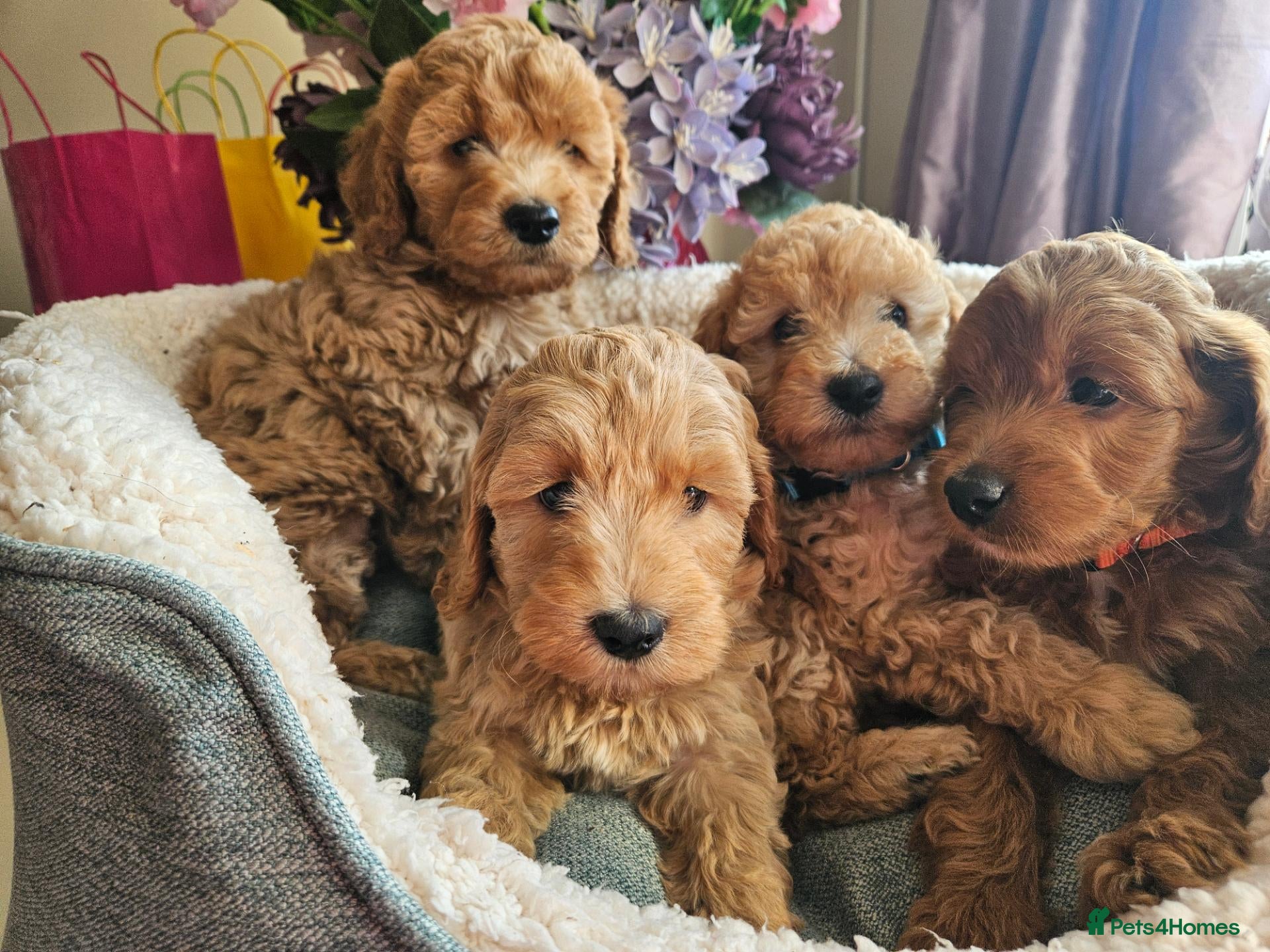 Cockapoo dogs Ready licensed breeder, red f1b cockapoo litter - Advert 1