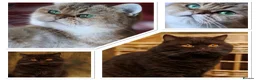 British Shorthair cats for sale: 💛 Beautiful Teddy Bear British Shorthair Girl 💛 - Advert 10