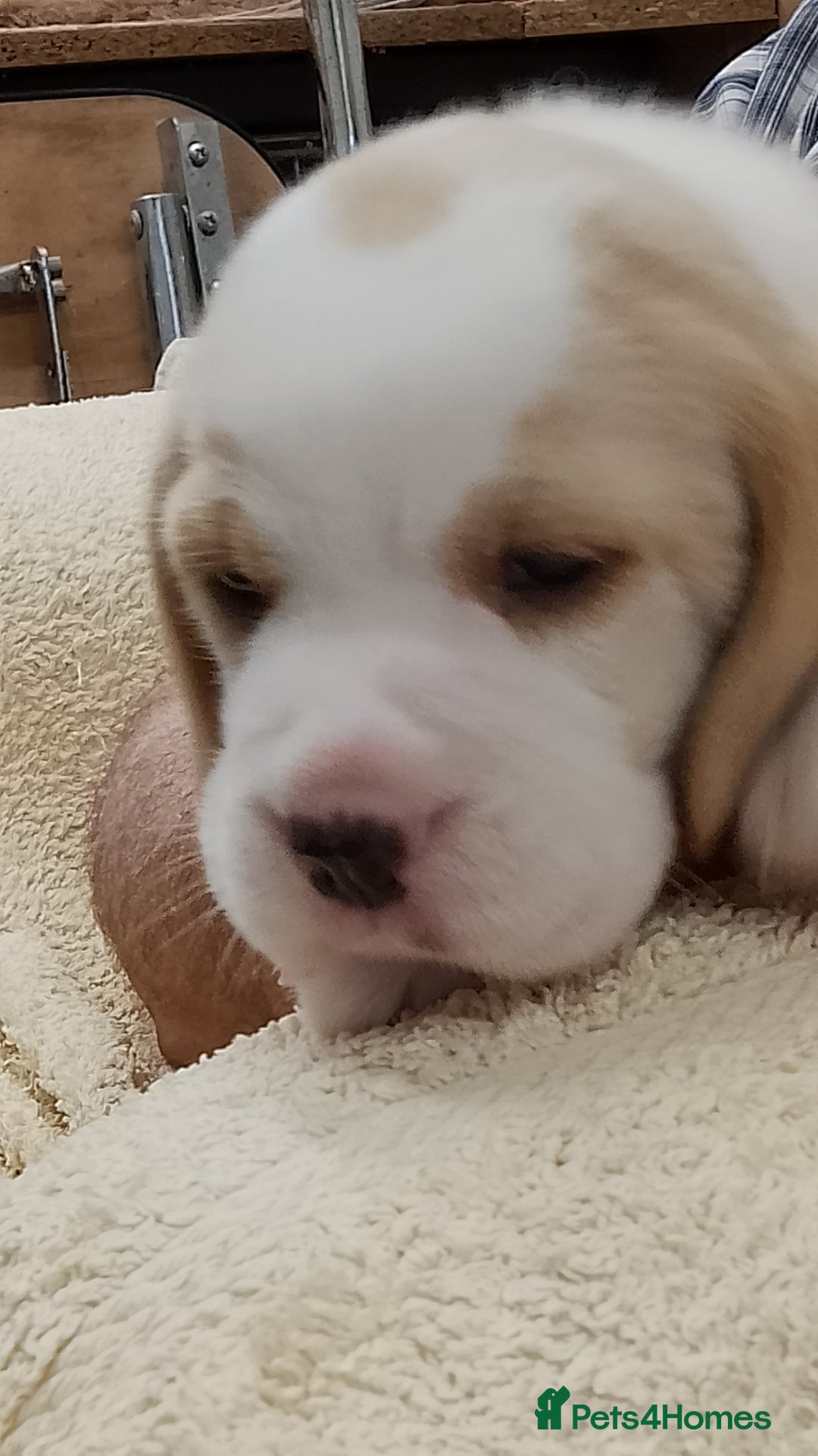 Beagle dogs for sale: Beautiful KC Reg Beagle Puppies - Image 2