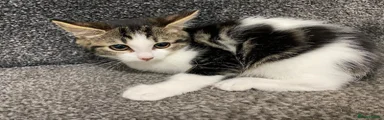 Domestic Shorthair 4