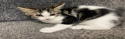 Domestic Shorthair cats for sale: 3 Adorable Little Kittens - Advert 3