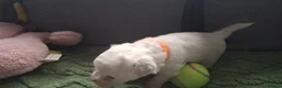 Bichon Frise dogs for sale: Dogs for sale  - Advert 13