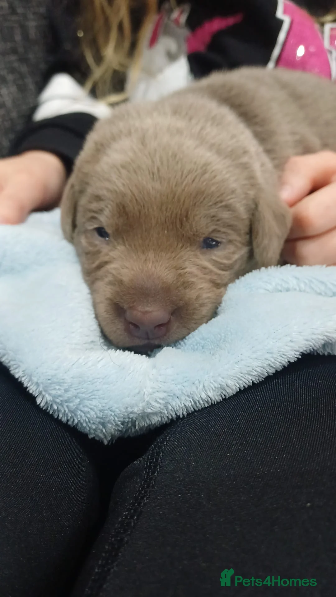 Labrador Retriever dogs for sale: **Champagne and Silver Labrador Puppies** - Advert 6