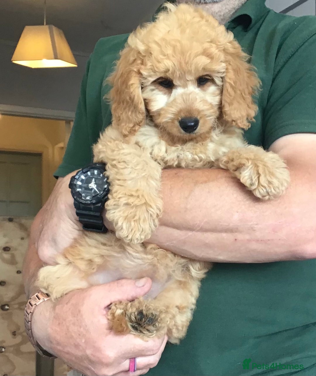 Labradoodle dogs for sale: 5* F1B Mini Labradoodles - health tested  - Image 2