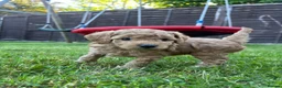 Cockapoo dogs for sale: Cockapoo puppies  - Advert 24