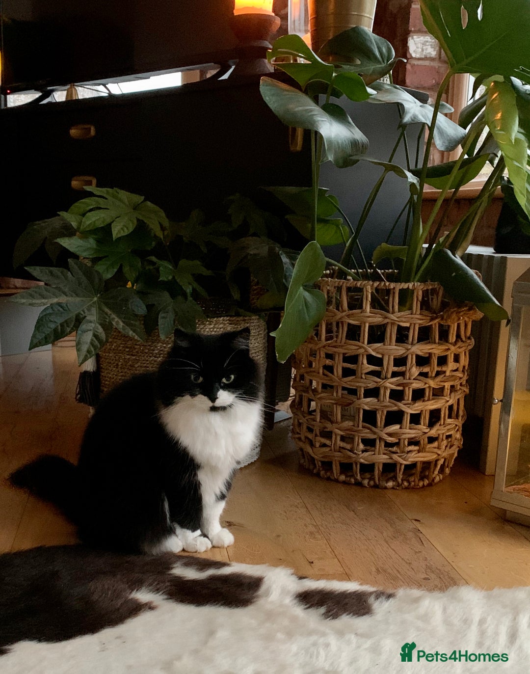 Gallery Image {{count}}