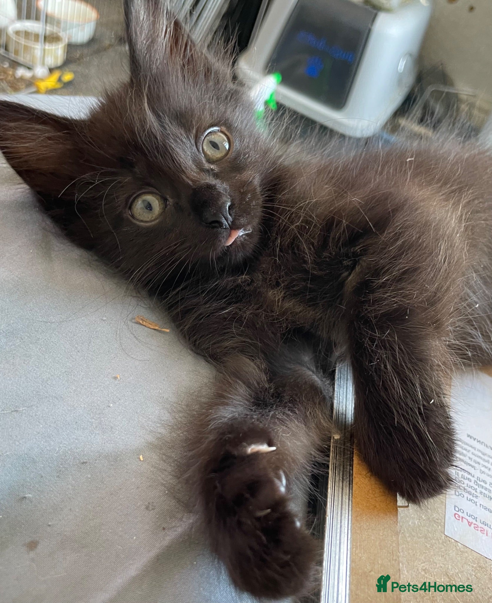 Mixed Breed cats 1 boy left black need home  - Advert 14