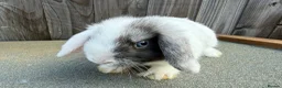 Mini Lop rabbits for sale: Pure mini lops  - Advert 3