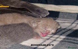 British Shorthair cats for sale:  Gccf British shorthair kittens champion lines 🏆 - Image 19