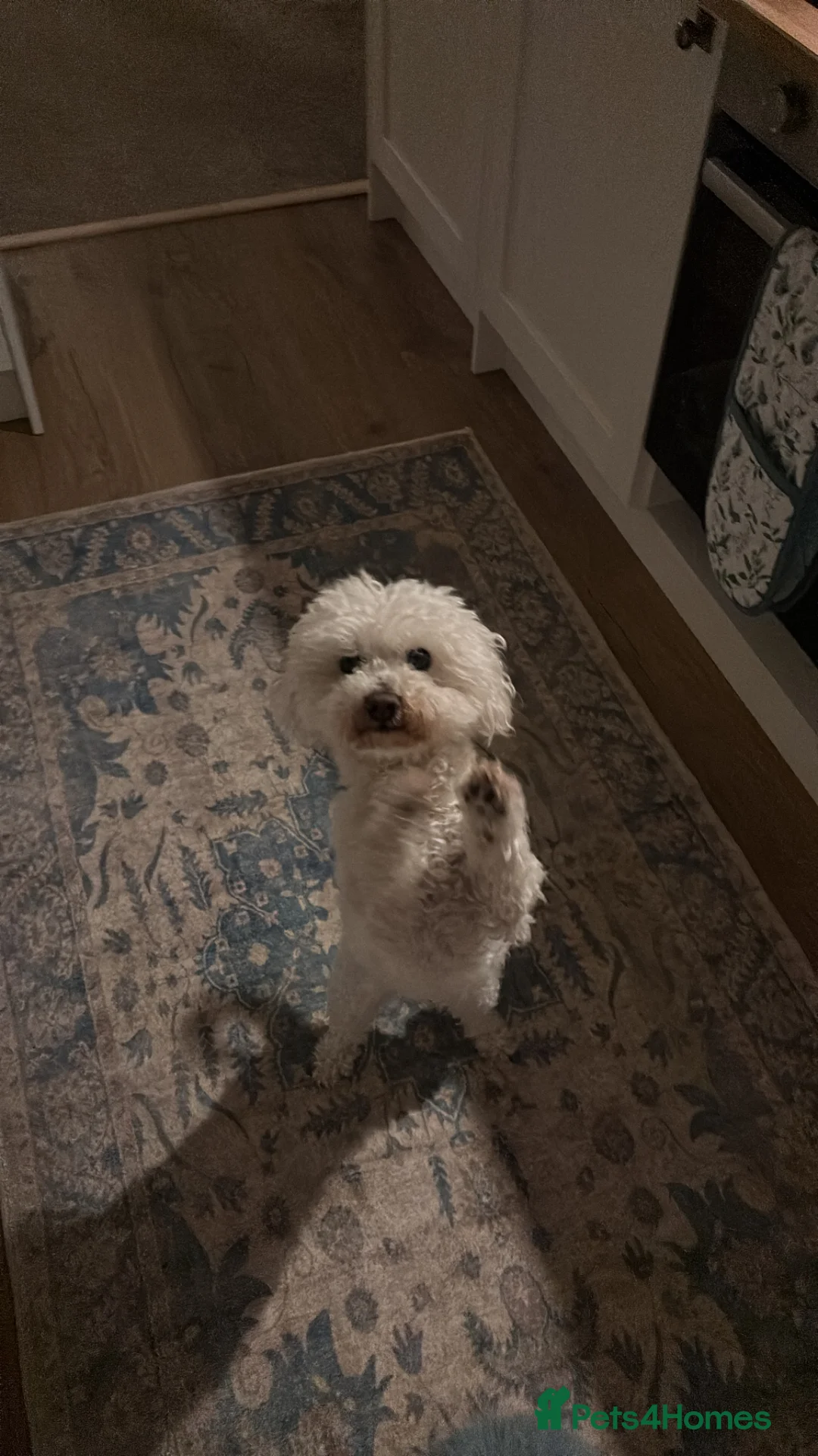 Bichon Frise dogs for sale: Beautiful girl  in Accrington - Advert 1