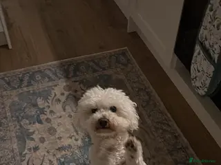 Bichon Frise dogs Beautiful girl - Advert 4