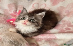 Maine Coon cats for sale: Gccf Maine Coon kittens  shaded lines - Image 24