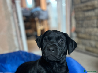 Labrador Retriever dogs Reduced Happy,Healthy,Beautiful Working Labrador - Advert 14