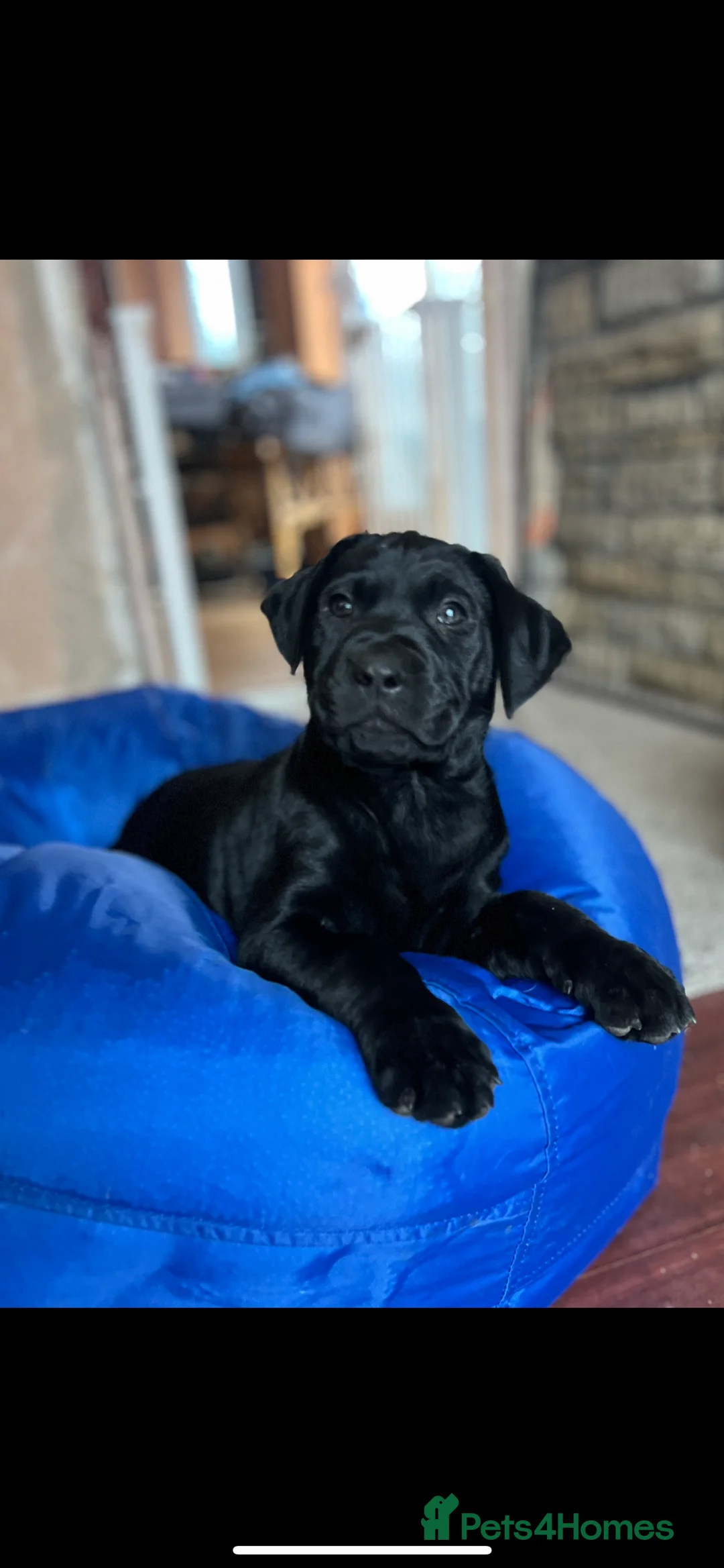 Labrador Retriever dogs for sale: Unique Happy,Healthy beautiful angels well trained - Advert 10