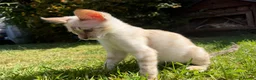 Bengal cats for sale: **Last Snow Lynx Bengal Kitten** TICA - Advert 17