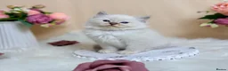 Ragdoll cats for sale: Outstanding Ragdoll Kittens✨Exceptional Quality - Advert 4