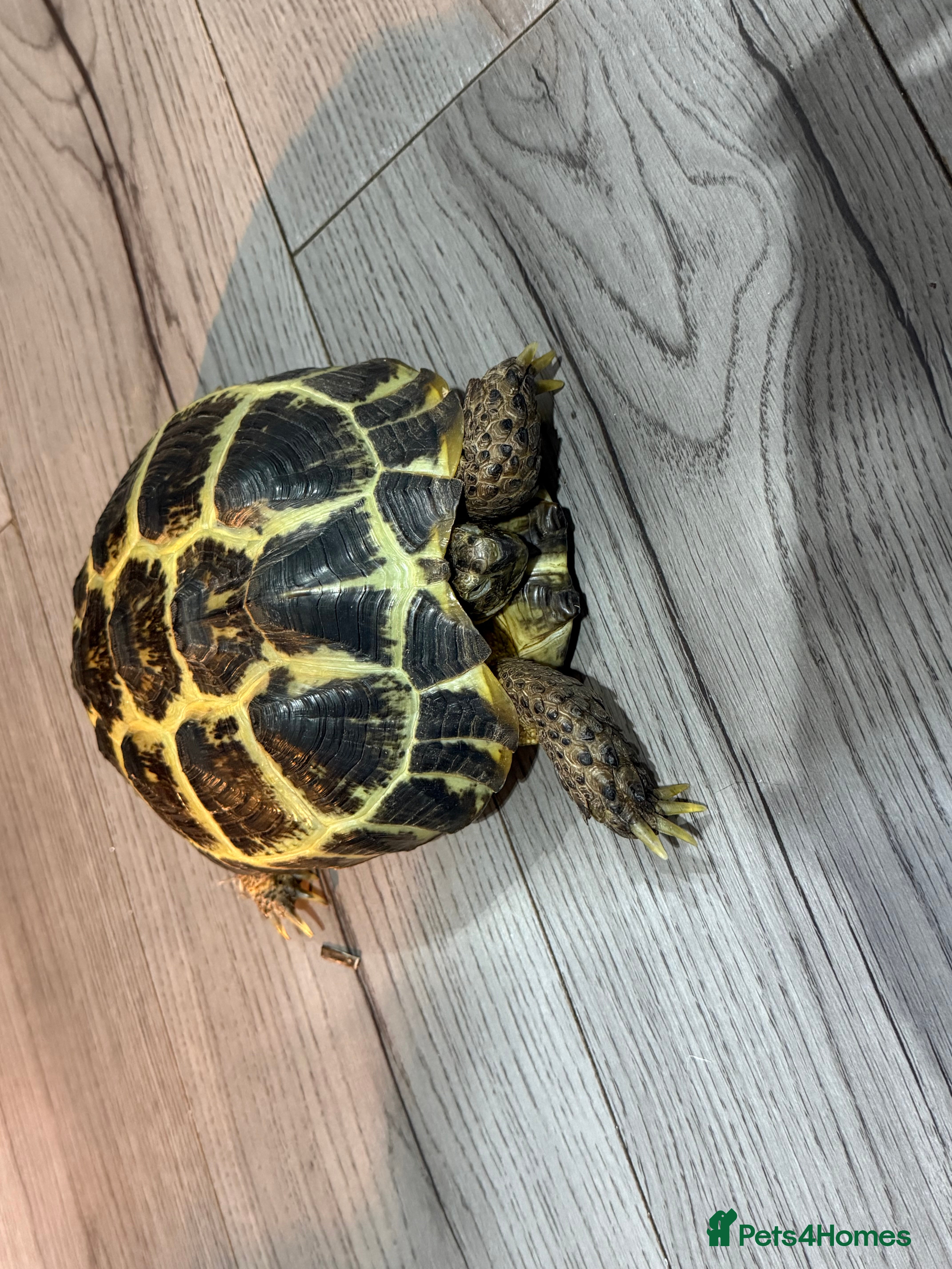 Tortoise reptiles Tortoise - Advert 1