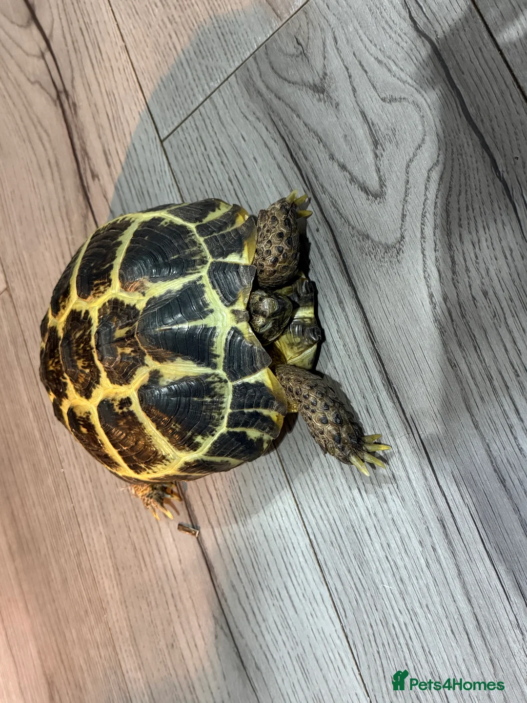 Tortoise reptiles for sale: Tortoise - Advert 1