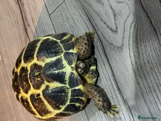 Tortoise reptiles Tortoise - Advert 1