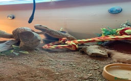Bearded Dragon reptiles for sale: Bearded dragon - Image 3