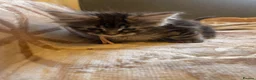 Maine Coon cats for sale: Maine coon - Advert 3