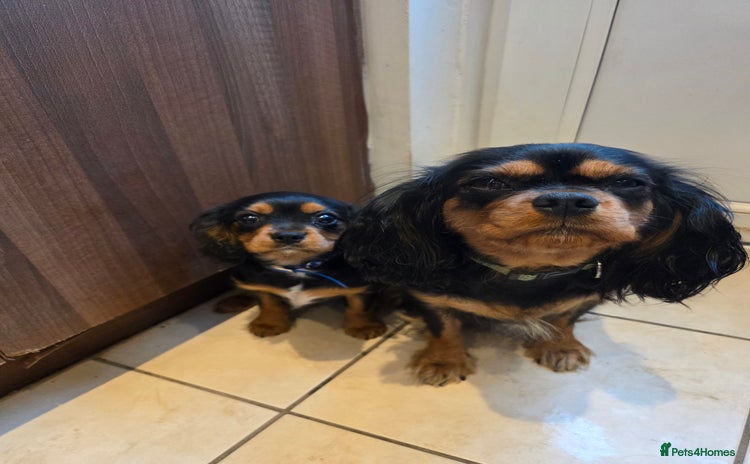 Cavalier King Charles Spaniel dogs Cavalier King Charles puppies  - Advert 8