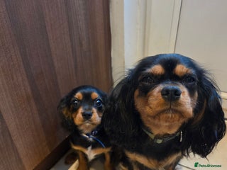 Cavalier King Charles Spaniel dogs Cavalier King Charles puppies - Advert 1