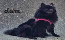 Pomeranian dogs for sale: orange girl 🩷and blue&tan boy 💙available  - Image 8